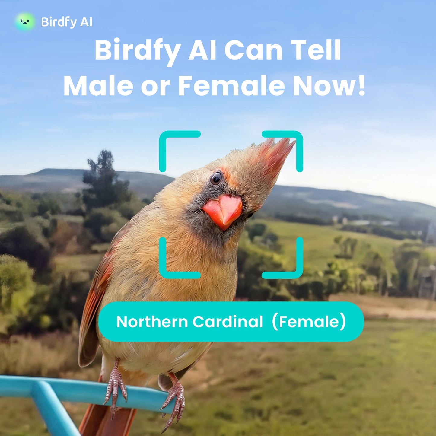 Feeder Metal 2 4K - Smart Bird Feeder with Camera